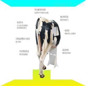 训练用仿真模型母牛