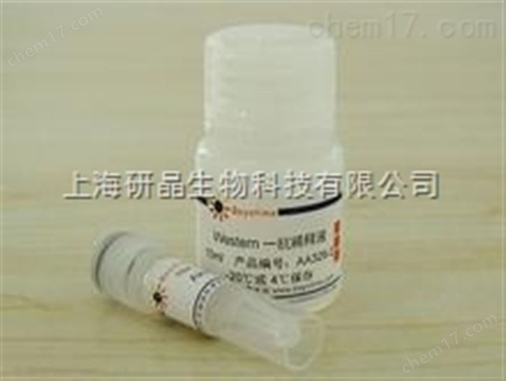 NPIP樣蛋白1抗體NPIP-like protein 1抗體